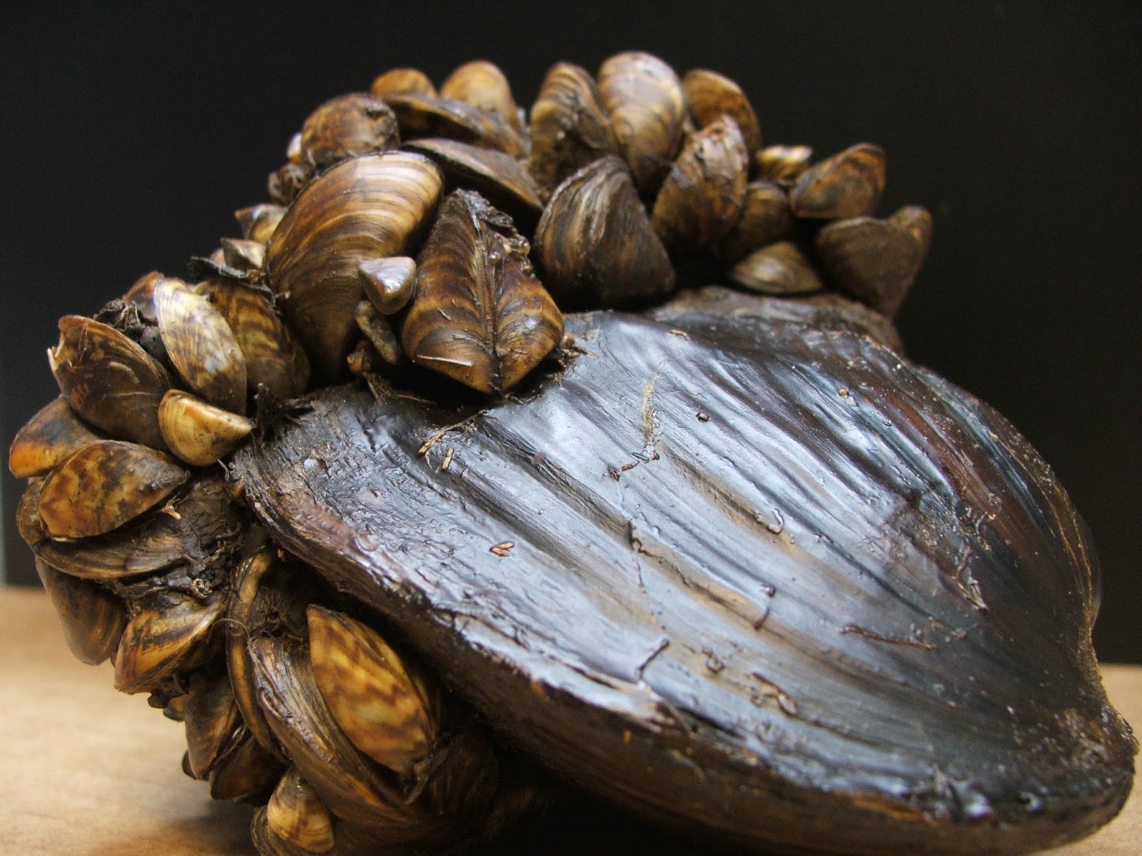 Zebra Mussels on Clam