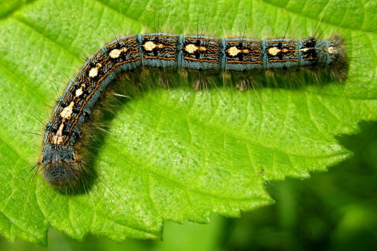 Forest Tent Caterpillar Info