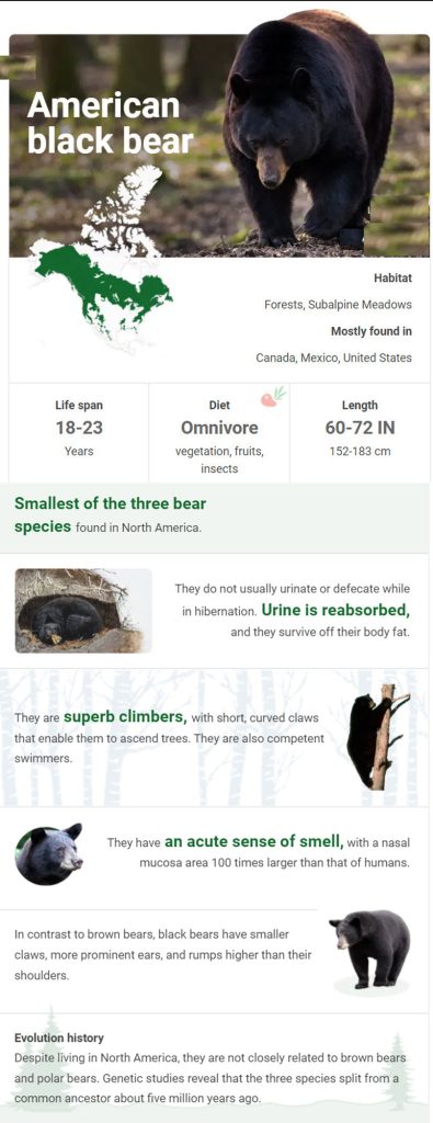 Bear, Types, Habitat, & Facts